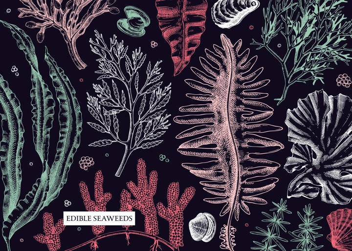 Seaweed vector background in sketch style. Edible algae - golden kelp, wakame, kombu, hijiki, rish moss drawings. Underwater plant botanical illustration in color. Healthy food, cosmetics ingredients